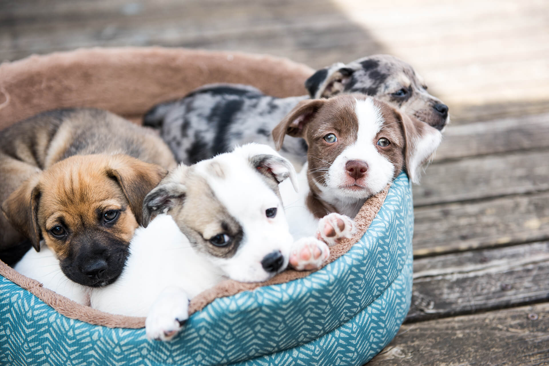 Veterinarian in Colorado Springs, CO